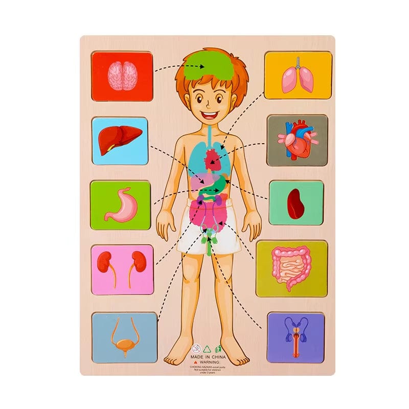 Montessori Body Parts Cards