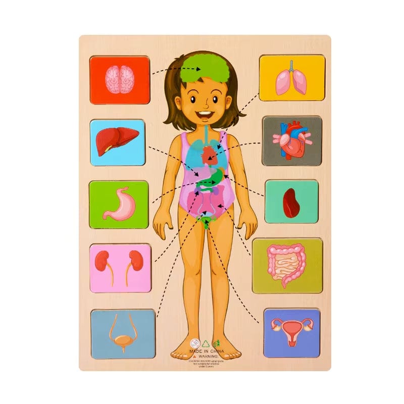 Montessori Body Parts Cards